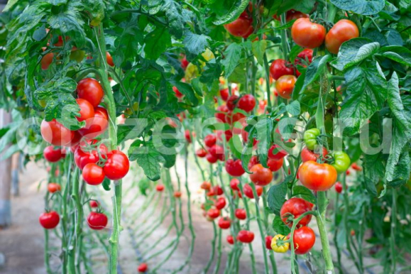 Спасаем томаты от жары в теплице
